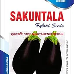 Sakuntala Hybrid Seeds Muktakeshi Begun Seeds Brinjal Egg Plant All Season (250 seeds per packet)-picture-34