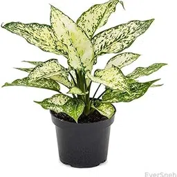 EverSneh Real Live Aglaonema Natural Live Indoor Plant Pack of 1 Healthy Live Plant Aglaonema Snow White Single Stem With Black Plastic Pot-picture-27
