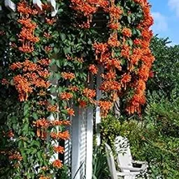 Oxygreenplant Orange Begonia Vanusta,Flame vine, Flaming trumpet,Golden shower trumpet,Tanga pu, Jwala theega Healthy Live Plant Actual Plant Height,5 ft to 1.5ft-image-8