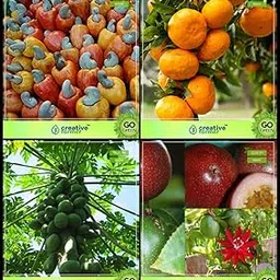 Creative Farmer Garden Seed Combo Fruit : Cashew, Orange, Papaya, Passion Fruit - Violet Fruit Kitchen Garden Pack-image-87