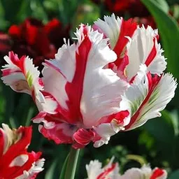 GrowZid Imported Tulip Perennial Flower Hybrid Quality Bulbs Easy to Grow Home Gardening Pack Of 2 Estella Rijnveld-image-47