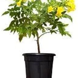 Mphmi Live Plants Nursery Garden Tabebuia argentea, Tecoma argentea - Plant-image-4