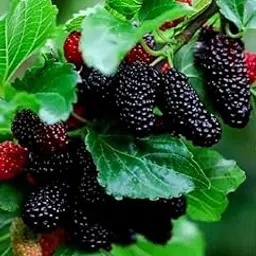 EverSneh Live Special Sweet And Healthy All Time Mulberry/Shahtoot Fruit (Cutting/Grafted) Live Plant With Pot-image-62