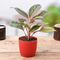 Aglaonema (Lipstick Single Stem) Natural Live Indoor Plant | Healthy Live Plant | For Home, Office, Livingroom, Bedroom, Garden Décor (Pack of 1)_F42-image-50