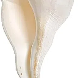 Dakshinavarti Laxmi Shankh-picture-23