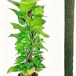 Balaji Creator Green Grass Pole for Plant Support|| Moss Stick for Money Plant|| 2.5FT -01 PC (75 CM)-picture-24