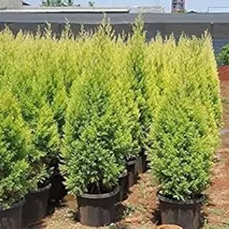 Green Paradise Golden Cypress Golden Christmas tree Live Healthy Plant Suitable For Bonsai Training ( Black pot)-picture-21