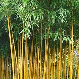 FloraPlax Live Bamboo Palm Plant | Bans Ka Podha | For Garden Plant with plastic pot (Bamboo Plant)-picture-17