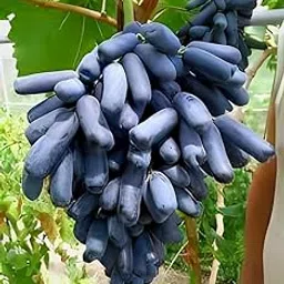 Rukonza Moon Drop Black Grapes Live Plant, Seedless Hybrid, All Season Super Yielding Variety for Home Garden, Pack of 1 Plant-picture-37