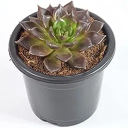 India gardening Vishnu Kamal Echeveria black prince Plant with plastic Pot-picture-18