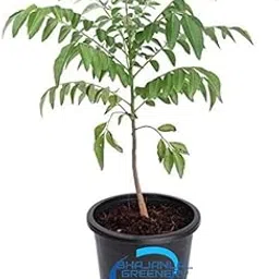 Bhajanlal Greenery Live Kadi Patta/Mitha Neem, Curry Leaves Plant with 4 Inches Nursery Pot-picture-22