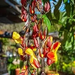 Thunbergia Coccinea Scarlet Clock Vine, Chonga Lota Flowering Climber Plant,-picture-17