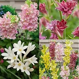 Tuberose plant saplings || Aromatic flowers bulb plant different colour fragrance || Double petal all season hybrid seeds pack of 12-picture-18