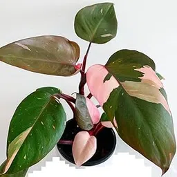 The Four Seasons Philodendron Pink Princess Rare Natural Live Plant in Pot-image-13