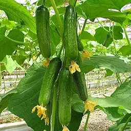 Cucumber Cuke Green Vegetables Seeds For Home Garden- 100 Seeds-picture-25