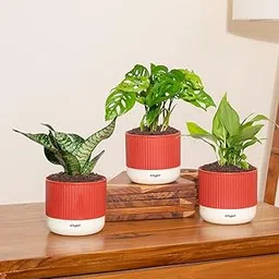 Kyari Combo of 3 – Broken Heart, Green Snake & Peace Lily with 3.5″ Mylo Self-Watering Pot – Red Brick image 1