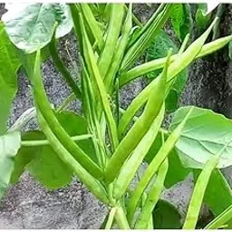 CooPany GORU CHIKKUDU/KOTHAVARANGA/GORI KAYI SEEDS 30 SEEDS-picture-19
