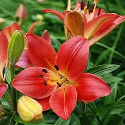 Asiatic lily flower/lilium bulbs, High germination (Pack of 7)-image-31