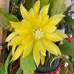 Baisakhi Nursery Night Queen Cactus Plant, Yellow Flowering, Live Plant with Grow Bag-image-2