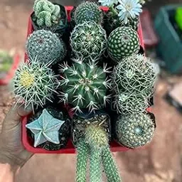 Live Assorted Mini Cactus Collection, Flowering Succulents with White Blooms, Indoor Plants in Red Plastic Pots, 12 Pack-picture-17