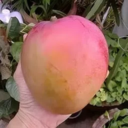 GreenCaart R2E2 / Jambura Sweet Mango Live Plant, 1 KG Fruit Size, Hybrid Grafted Australian Variety, 2-3 Feet Height, Pack of 1-image-54