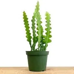 M.D. FARM AND NURSERY | Fishbone Cactus live plant with pot-picture-20