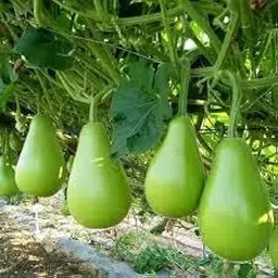 Round bottle gourd seeds (25seeds)-picture-18