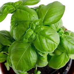 Green Snap Basil Seeds High Germination 𝗡𝗢𝗡-𝗚𝗠𝗢 Heirloom Seeds Herb Seeds for Planting Indoor & Outdoor Gardening, for Culinary Use image 1