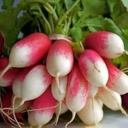 Golden Hills Farm® (AVG 500-1000) seeds Radish - French Breakfast seeds-image-55