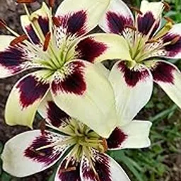 Radha Krishna Agriculture® Asiatic Lily Flower Bulbs Imported 5 PCS | Exotic Blooms for Gifting | Diwali, Anniversary & Festive Season Special (LITE GREEN WITH DARK PURPLE)-picture-22