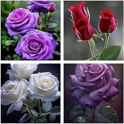 Nursery Live Rare Rose Flower Seeds mix 20 Seeds (4 mixed Varity) for Growing Rose203-image-68