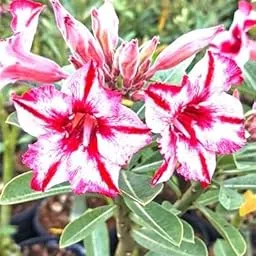 Desert Rose Live Plant, Pink and White Multicolour Flowers, Grafted Adenium for Indoor/Outdoor Garden, without pot (Pack of 1) (White,Pink)-picture-26