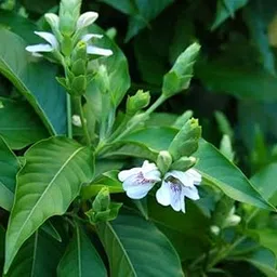 The Gifti ® Vasaka or Justicia Adhatoda/Adusa1 Healthy Live Plant for Home Garden-picture-31