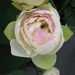 ROYAL LAND Aquatic plant Dwarf ‘Pearl Blush ’ Lotus Nelumbo nucifera Pink White Color 20 Fresh Seeds Pack-image-49