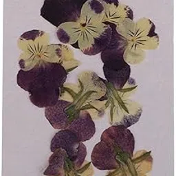 bnf® 2x10 Pieces Beautiful Natural Pressed Dried Pansy Flowers for Arts Crafts DIY | Dried Flowers | Dried Botanicals & Potpourri | Floral Crafts | Home Arts & Crafts-picture-22