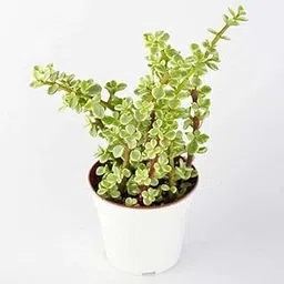 VARIEGATED JADE PLANT WITH POT SHREE NURSERY-picture-32