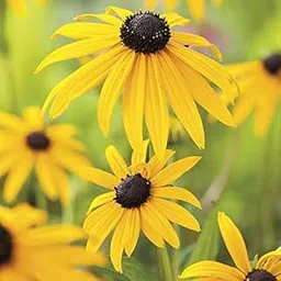 M-Tech Gardens Rare Rudbeckia " Goldsturm " Exotic 30 Seeds for Growing-picture-10