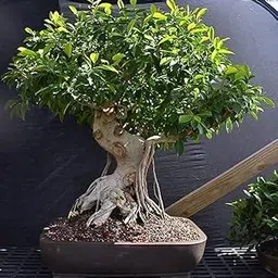 AP GARDEN Lucky Banyan Live Plant Bonsai Marri Baniyana baragad Paniyan Banyan Malayan Banyan Indian Laurel Ficus Curtain Fig Tree Ficus Long Island Mini Chaina Bot Banyan Old Bonsai Plant image 1