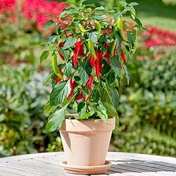 Suryamukhi Chilli Seeds Vegetable Hybrid Seeds for Home Garden for Planting (50 Seeds) By Zabbus-picture-10