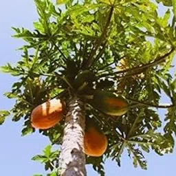 Hybrid papaya seeds for home garden Pack Of 1000-image-14