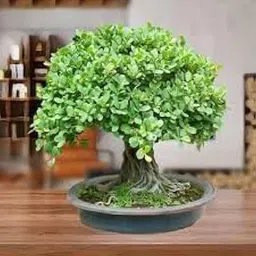 Oxygen plants for home indoor large (Pack of 1)-picture-28