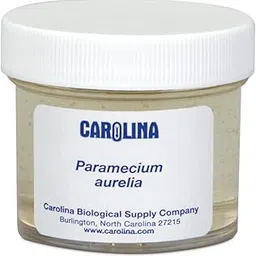 Paramecium Aurelia, Living-picture-24