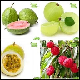 Creative Farmer All Season Seeds Combo Fruit : Lemon Guava, Indian Gooseberry, Passion Fruit - Yellow, Litchi Chinensis Tree Seeds Fruit Seeds For Home Garden-image-16