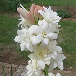 Live Green Flower Bulb Tuberose/Rajnigandha Single/Double Petal Fragrance For Home Gardening (Double Petal 10 Flower Bulbs Set With 1 Gladiolus)-picture-28