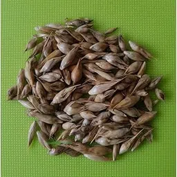 High Yield Lucky Bamboo seeds for Growing | 150 seeds per pack-image-73