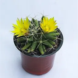 Rudyn Gladioli Farm, Mammillaria Longimamma, Globe Cactus, Nipple Cactus-picture-20