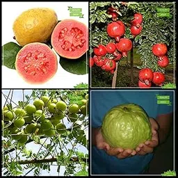 Creative Farmer Garden Seeds Combo Tree Seeds : Guava, Pomagranate Dwarf, Embilcaa- Nelli, Thailand Guava Tree Seeds Terrace Gardening-picture-23