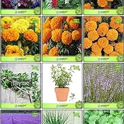 Creative Farmer Fruit Seeds Combo Herb Seeds & Flower Seeds : Larkspur, Lupin-Pixie, Marigold-Orange, Marigold- Yellow, Marigold- Orange, Marigold-Dhan Basanti, Thyme English Winter, Terragon, Penny Royal, Lavender, Garlic Chives, Water Cress Fruit Seeds For Home Garden-picture-15