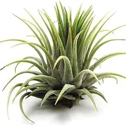 Creative Farmer Tillandsia Air Plant Indoor Decor, House Plant, Plant Size 2-3 Inches-picture-26