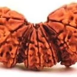 TRINETRA GEMS STONE Natural Purest Beads Tribhagi Rudraksha From Nepal Original Certified By Lab Trijuti Rudraksha For Men And Women-image-42